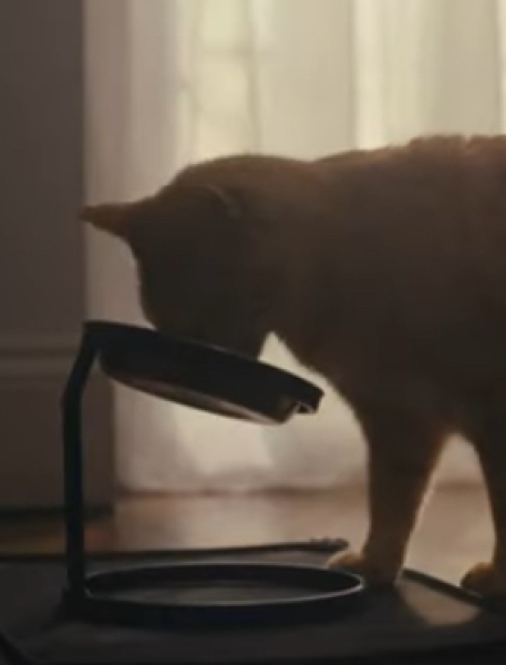 Battersea cat advert
