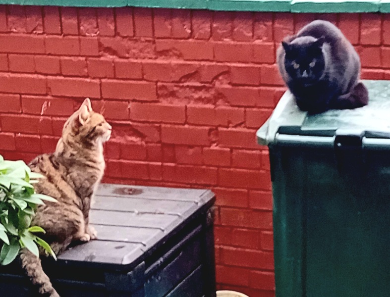 Hymns in Minor Keys & the Russian Easter Overture - the Excellent Cats ignore Culture.....