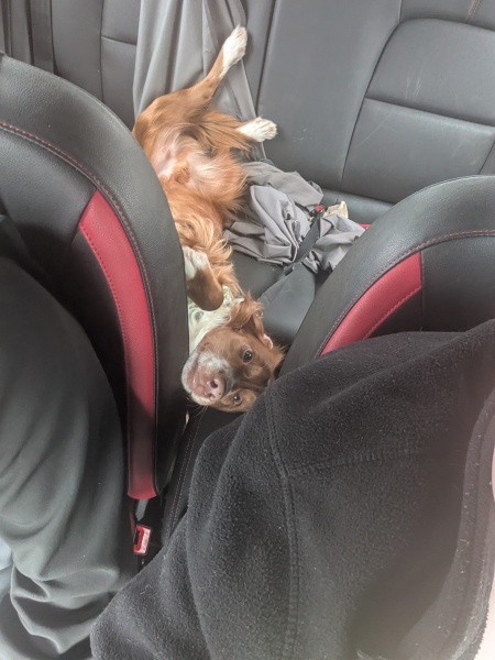 Adolescent Dog Survival Thread - get teenage licks right through the night!
