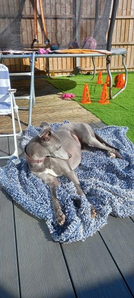 To ask for your dog breed recommendations?