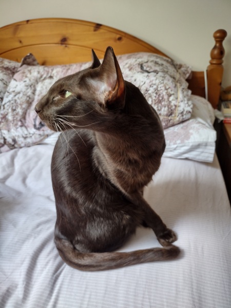 Here is the worlds most beautiful cat