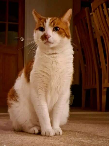 Here is the worlds most beautiful cat