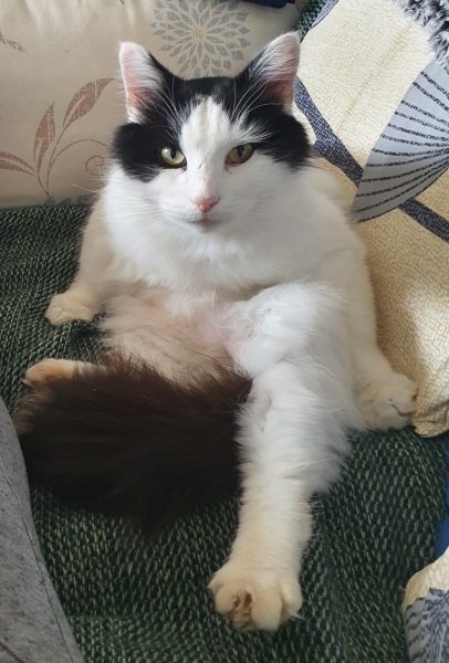 Show me the most unhinged looking photo you have of your cat