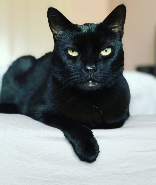 Here is the worlds most beautiful cat