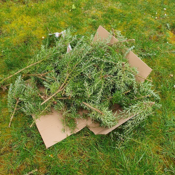 Can I cut my rosemary in half?