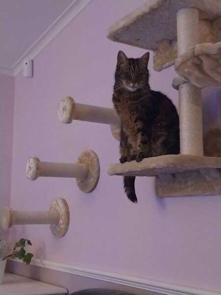 Husband wants a cat/cats I've never owned one before