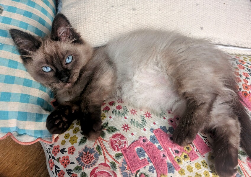 Kitten lump