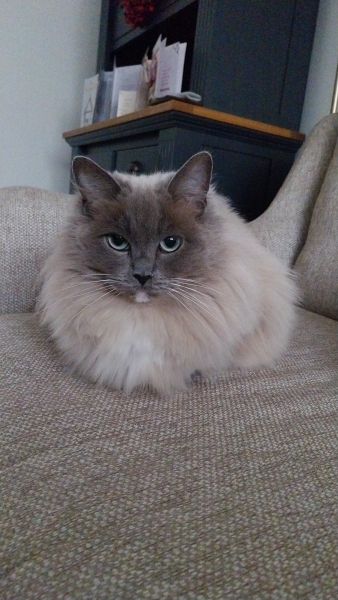 Here is the worlds most beautiful cat