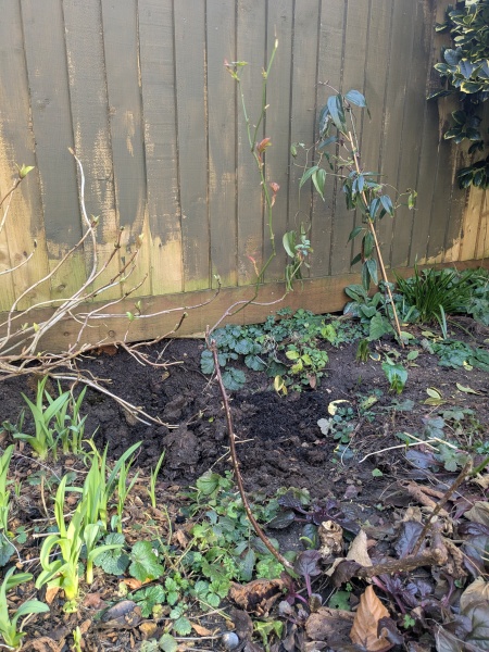 How to prune this spindly weedy rose?