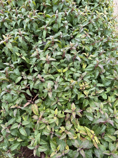 Shrub ID
