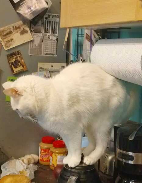 Lap dances, strippers and punch-ups - the Excellent Cats arrange a stag party