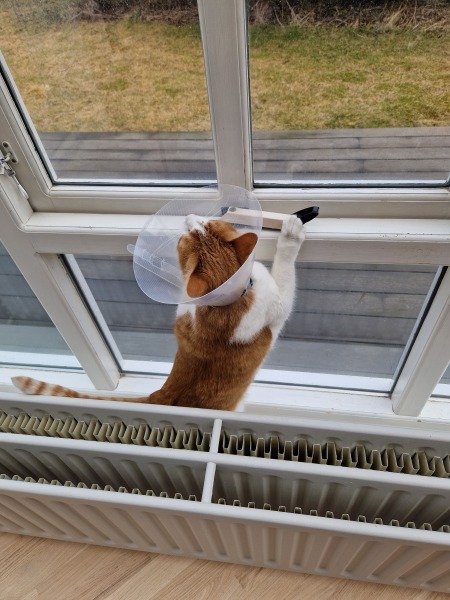 Lap dances, strippers and punch-ups - the Excellent Cats arrange a stag party