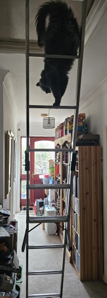 Lap dances, strippers and punch-ups - the Excellent Cats arrange a stag party