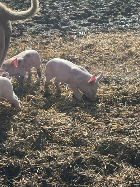 The Year Round Nigel Slater Discussion thread