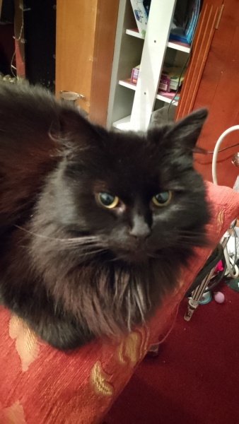 What do your cats do every day that make your heart swell?