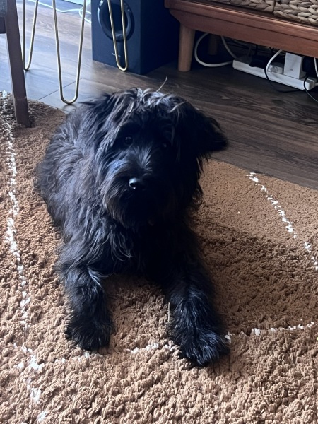 Adolescent Dog Survival Thread - get teenage licks right through the night!