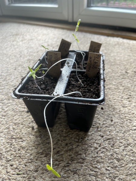 Tomato seedlings