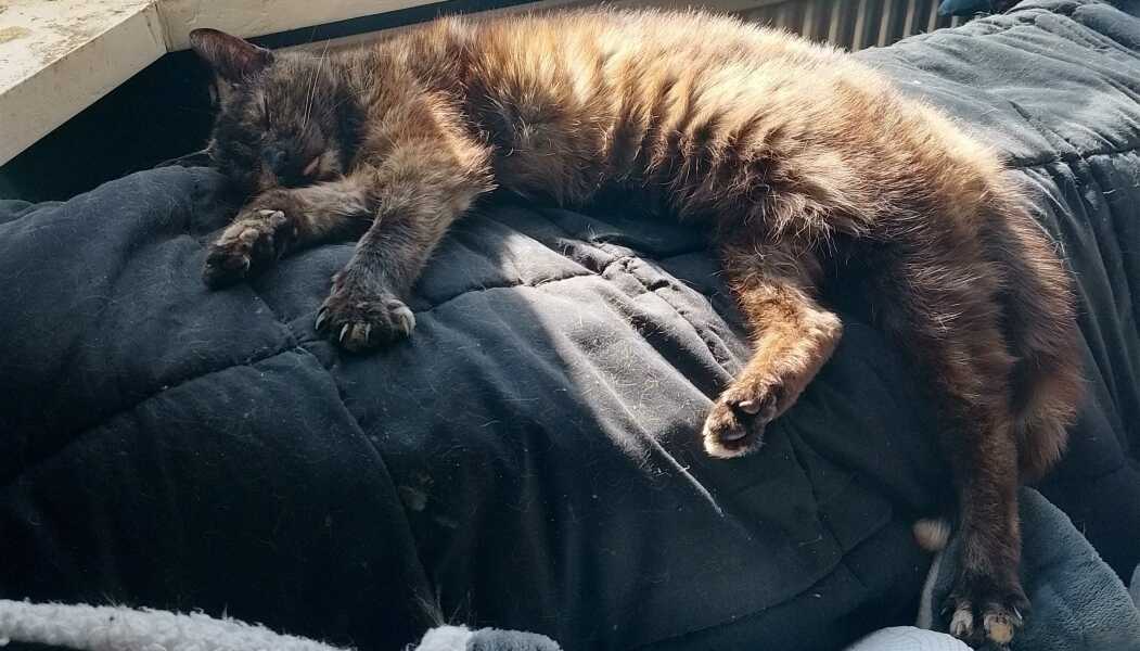 Hymns in Minor Keys & the Russian Easter Overture - the Excellent Cats ignore Culture.....