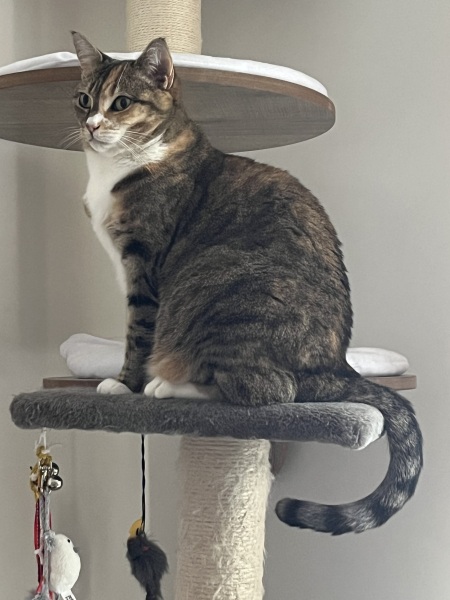 Hymns in Minor Keys & the Russian Easter Overture - the Excellent Cats ignore Culture.....