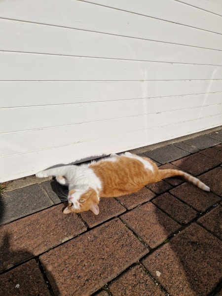 Lap dances, strippers and punch-ups - the Excellent Cats arrange a stag party