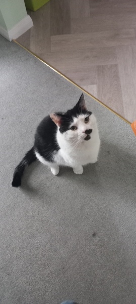 Lap dances, strippers and punch-ups - the Excellent Cats arrange a stag party