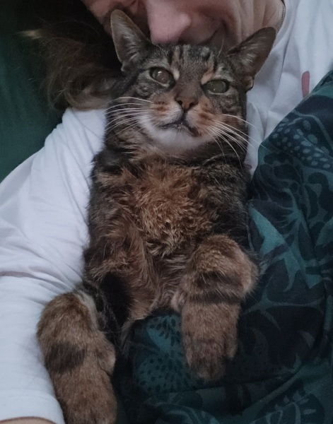 What do your cats do every day that make your heart swell?