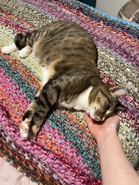 Adopt, foster or both?