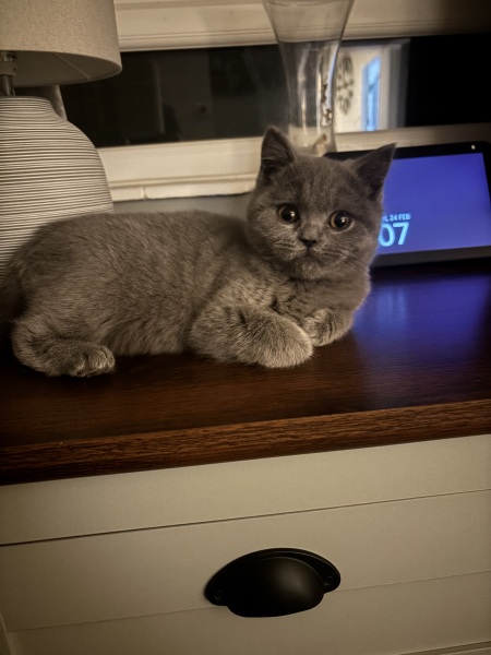 Here is the worlds most beautiful cat