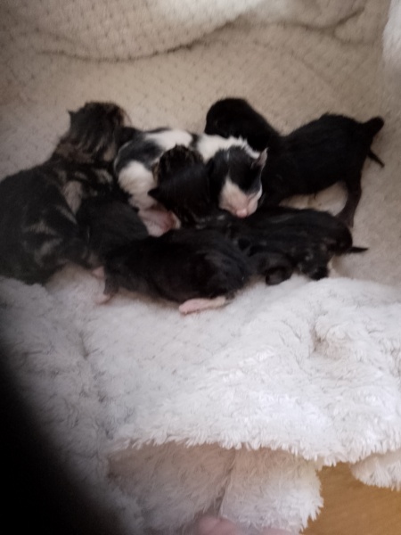 Advice please, Baby cats have arrived!