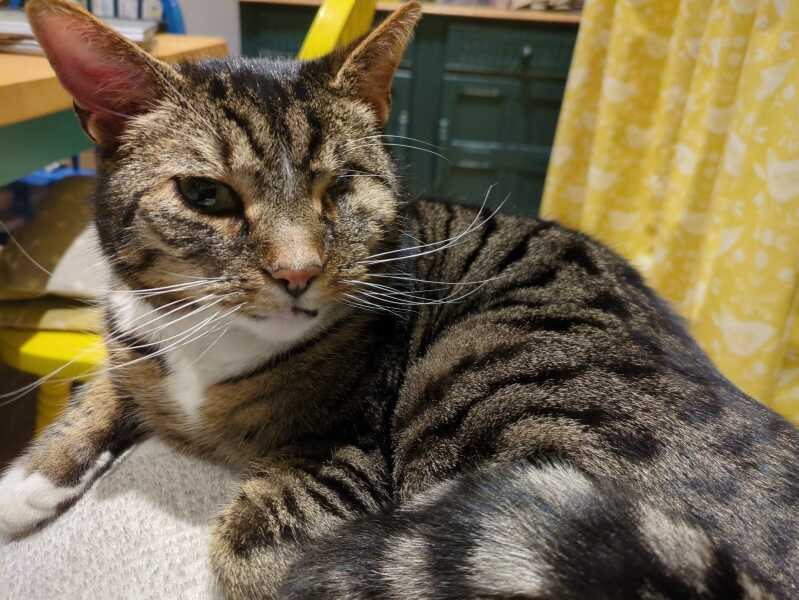I think I want to adopt a cat but I’ve never had a cat before and I have questions!