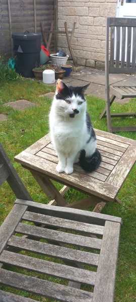 Hymns in Minor Keys & the Russian Easter Overture - the Excellent Cats ignore Culture.....