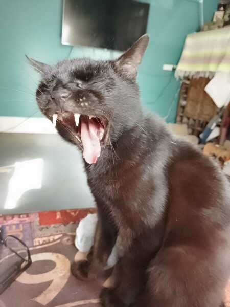 Lap dances, strippers and punch-ups - the Excellent Cats arrange a stag party