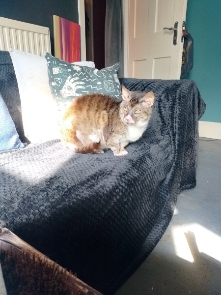 Lap dances, strippers and punch-ups - the Excellent Cats arrange a stag party