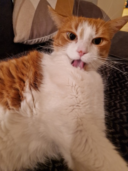 Hymns in Minor Keys & the Russian Easter Overture - the Excellent Cats ignore Culture.....