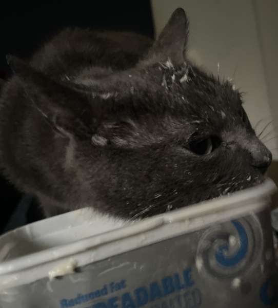 Koko stole the butter, weirdest thing yours has stolen?