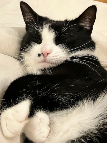 Here is the worlds most beautiful cat