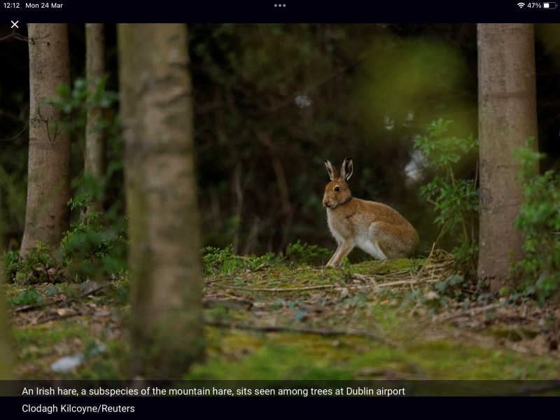 Anyone read 'Raising Hare?'