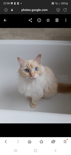 Here is the worlds most beautiful cat