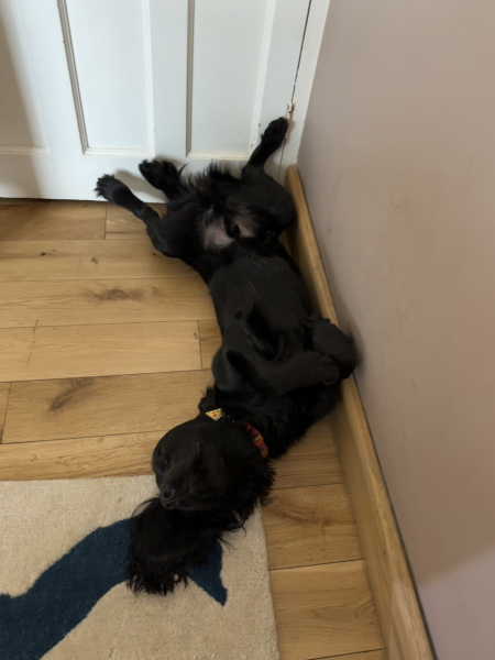 Adolescent Dog Survival Thread - get teenage licks right through the night!