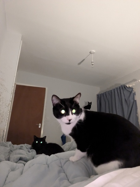 Show me the most unhinged looking photo you have of your cat