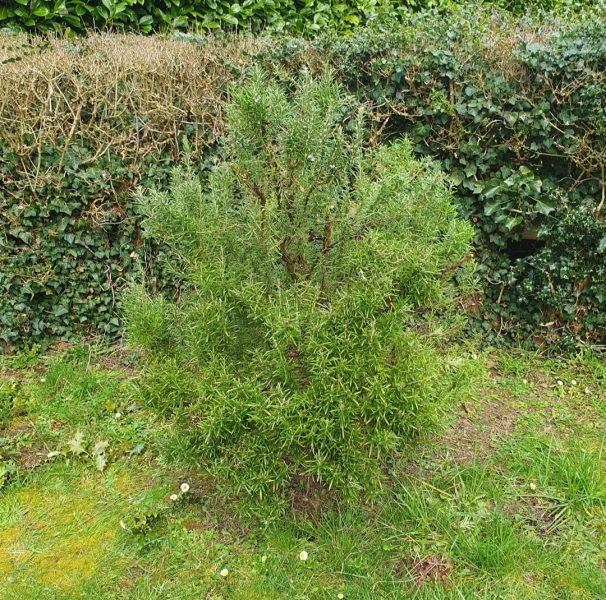 Can I cut my rosemary in half?