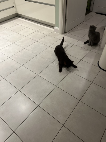 Cat losing control of his  legs- any help please