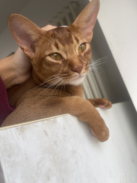 Here is the worlds most beautiful cat