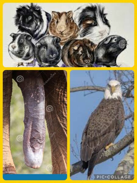 Mounjuro Auggies Thread 13