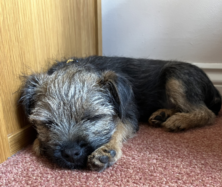 A gentle reminder regarding vaccinations before committing to your puppy/breeder