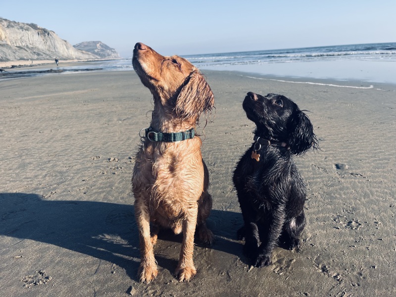 Puppy Survival Thread for New and Old Pups - here comes winter 2024