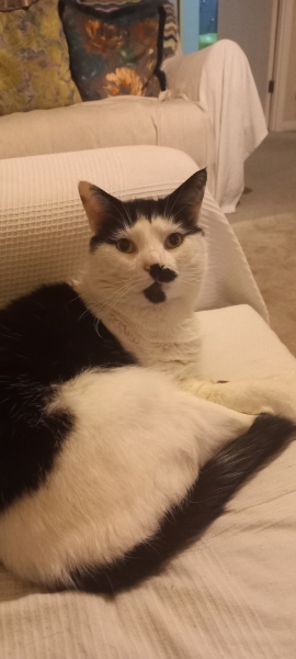 Here is the worlds most beautiful cat