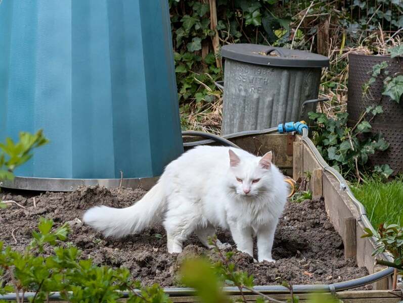 Hymns in Minor Keys & the Russian Easter Overture - the Excellent Cats ignore Culture.....