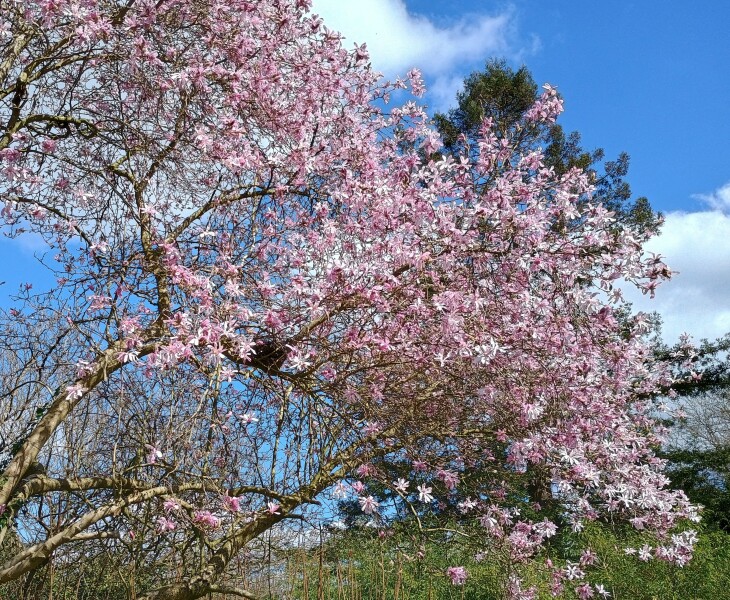 The Bluestocking - where Spring has sprung and the grass is riz.