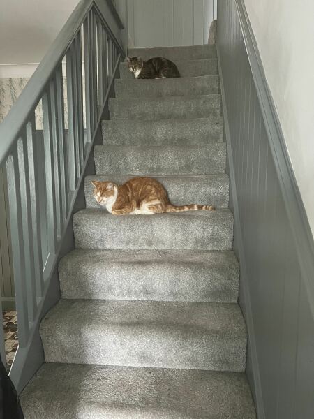 How often do you worm and flea treat your cats?